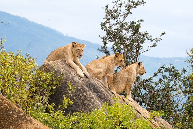 4 Days Tanzania Group Joining Safari with Mid-range Accommodation - Day 1: Tarangire National Park