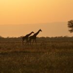 4 Days Tanzania Lodge Safari With Two Nights at Serengeti - Practical Insights on the Tour