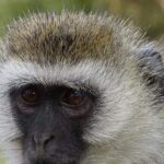 4 Days Tanzania Luxury Safari - Practical Details and Considerations