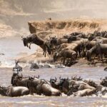4 Days Tanzania Luxury Safari Serengeti and Ngorongoro Crater - Day 2: Exploring Central Serengeti