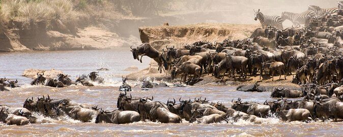 4 Days Tanzania Luxury Safari Serengeti and Ngorongoro Crater - Day 2: Exploring Central Serengeti