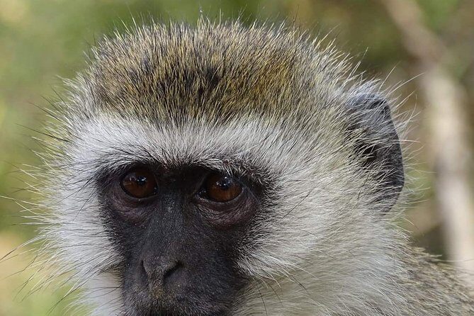4 Days Tanzania Luxury Safari - Practical Details and Considerations