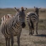 4 Days Tanzania Mid Range Lodge Safari - Value and Pricing Analysis