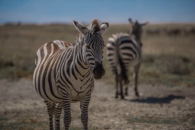4 Days Tanzania Mid Range Lodge Safari - Value and Pricing Analysis