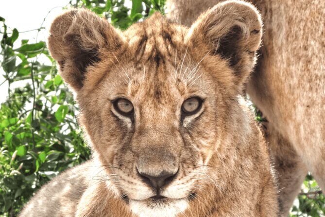 4 Days Tanzania National Parks Private Safari from Zanzibar - What Travelers Say