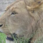 4 Days Tanzania Private Safari | Serengeti , Ngorongoro & Tarangire Safari - Practical Details & Considerations