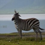 4 Days Tanzania Private safari to Serengeti ,ngorongoro crater and Tarangire - Authentic Experiences and Special Highlights