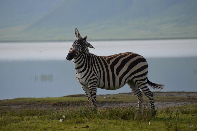 4 Days Tanzania Private safari to Serengeti ,ngorongoro crater and Tarangire - Authentic Experiences and Special Highlights