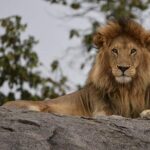 4 Days Tanzania Safari - An In-Depth Look at the Itinerary and What to Expect