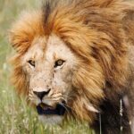 4 Days Tanzania Safaris To Tarangire, Serengeti And Ngorongoro Big 5 Safaris - Why This Tour Offers Great Value