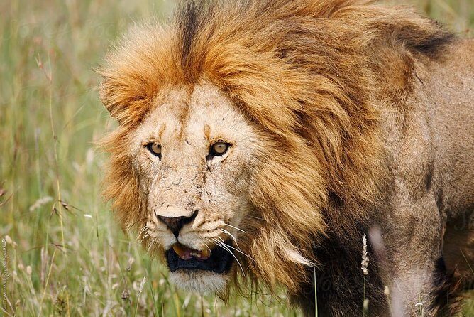 4 Days Tanzania Safaris To Tarangire, Serengeti And Ngorongoro Big 5 Safaris - Why This Tour Offers Great Value