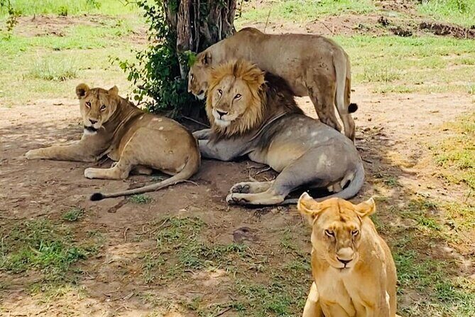 4 days Tarangire National park, Serengeti National park and Ngorongoro crater - FAQs