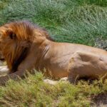 4 Days Tarangire , Ngorongoro ,Manyara and lake Eyasi village - Travel Details and Practicalities