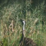 4 Days Tarangire, Serengeti and Ngorongoro Crater Camping Safari - Exploring the Itinerary: What to Expect