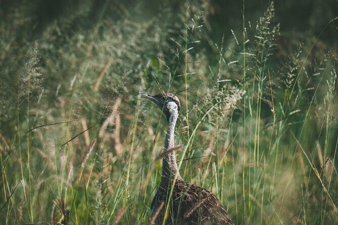 4 Days Tarangire, Serengeti and Ngorongoro Crater Camping Safari - Exploring the Itinerary: What to Expect