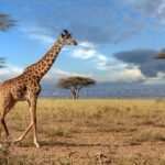 4 Days Tarangire, Serengeti and Ngorongoro Mid-Range Group Safari - Guides & Customer Service: The Heart of the Safari