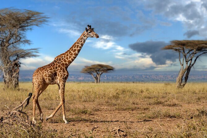 4 Days Tarangire, Serengeti and Ngorongoro Mid-Range Group Safari - Guides & Customer Service: The Heart of the Safari