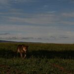4 Days Tarangire ,Serengeti &Ngorongoro crater group Tour - Why You Should Consider This Tour