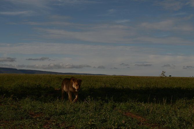 4 Days Tarangire ,Serengeti &Ngorongoro crater group Tour - Why You Should Consider This Tour