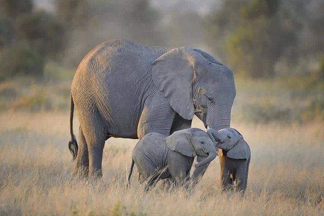 4 days Tarangire, Serengeti & Ngorongoro - Transportation, Group Size, and Timing