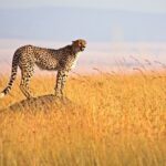 4 Days Tour Landcruiser in Masai Mara and Lake Nakuru - Who Is This Tour Best For?