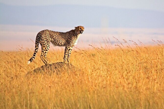4 Days Tour Landcruiser in Masai Mara and Lake Nakuru - Who Is This Tour Best For?