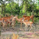 4 Days Uganda Gorilla and Wildlife Tour - What Travelers Love About This Tour