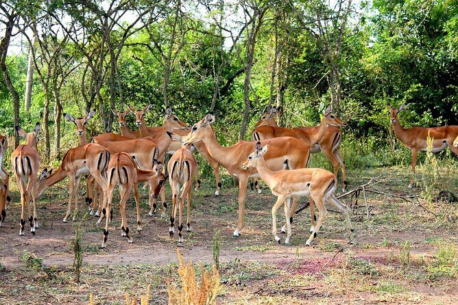 4 Days Uganda Gorilla and Wildlife Tour - What Travelers Love About This Tour