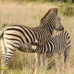 4 Days Victoria Falls Safari Tour & Chobe National Park game drive - Who Should Consider This Tour?