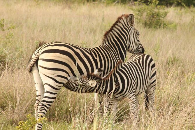 4 Days Victoria Falls Safari Tour & Chobe National Park game drive - Who Should Consider This Tour?