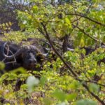 4 Days Victoria Falls Zimbabwe with Chobe National Park Safari Botswana and Livingstone Zambia - Exploring the Itinerary in Detail