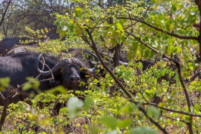 4 Days Victoria Falls Zimbabwe with Chobe National Park Safari Botswana and Livingstone Zambia - Exploring the Itinerary in Detail