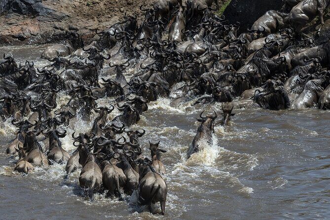 4 Days wildebeest lake nakuru masai mara safari - The Experience: What Makes It Special