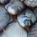4-hour FISHING trip on a BOAT departing from Hondarribia - The Itinerary and Experience Breakdown