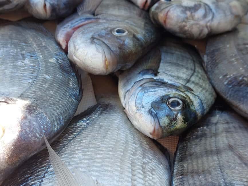 4-hour FISHING trip on a BOAT departing from Hondarribia - The Itinerary and Experience Breakdown