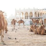 4-Hour Private Group City Tour in Doha, Qatar - Who Will Love This Tour?