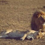4 hours Nairobi National Park - Practical Details and Considerations