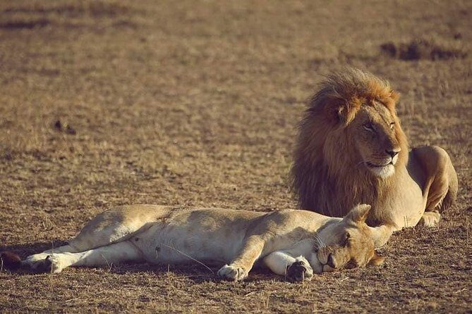 4 hours Nairobi National Park - Practical Details and Considerations