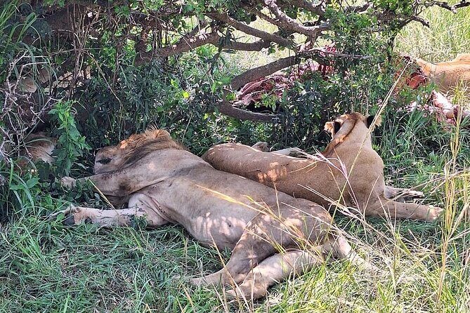 4day Maasai Mara, Lake Nakuru, and Lake Naivasha - The Authentic Experience: What Travelers Say