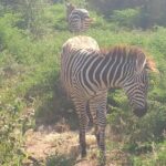 4day's Safari - Final Thoughts