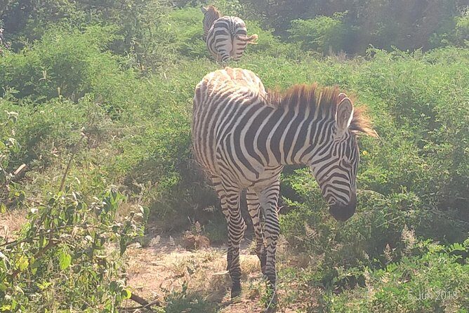 4day's Safari - Final Thoughts