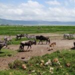 5 day 4 Nights Private Adventure Camping Norther Tanzania Safari - What to Expect During Your Safari