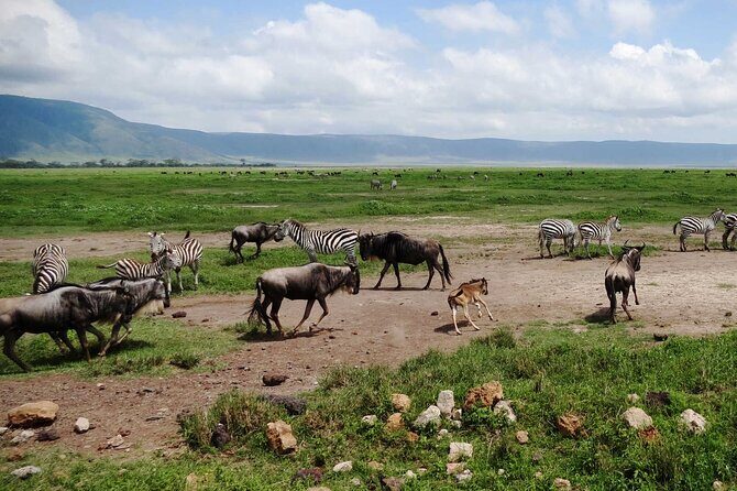 5 day 4 Nights Private Adventure Camping Norther Tanzania Safari - What to Expect During Your Safari