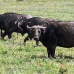5 day Amboseli, Tsavo east and west expedition - Frequently Asked Questions