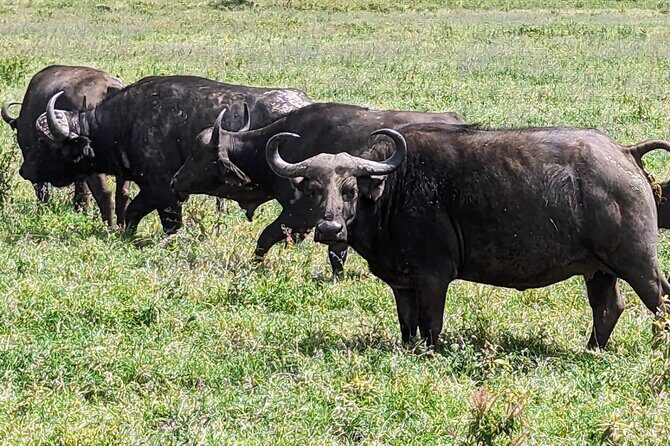 5 day Amboseli, Tsavo east and west expedition - Frequently Asked Questions