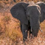 5 Day Amboseli & Tsavo West Safari - Practical Tips and Insights