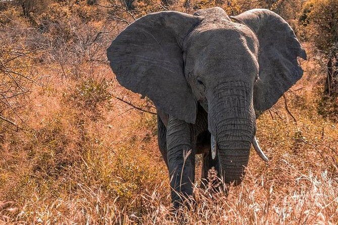 5 Day Amboseli & Tsavo West Safari - Practical Tips and Insights