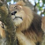 5-Day Big 5 Kidepo valley National Park Safari - The Value Proposition