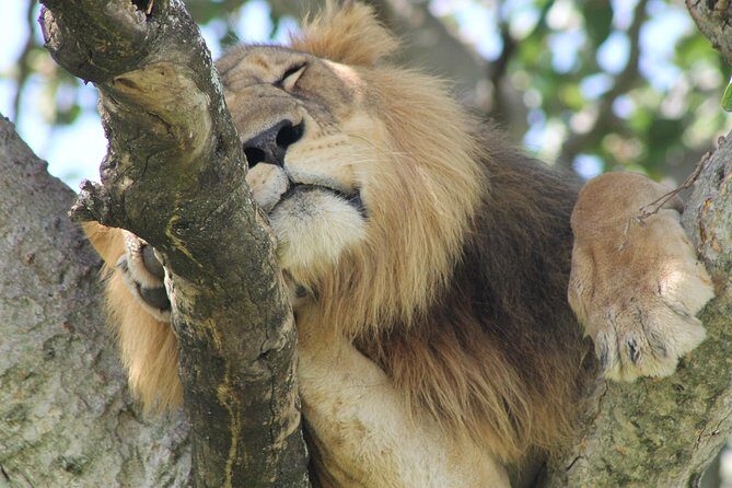 5-Day Big 5 Kidepo valley National Park Safari - The Value Proposition