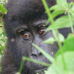 5-Day Bwindi Gorilla and Chimpanzee Trekking Safari in Uganda - Final Thoughts: Who Is This Safari Best For?